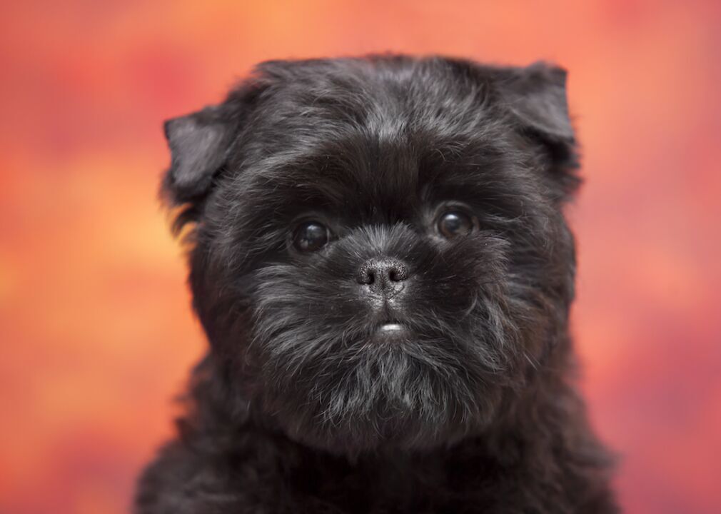 #56. Affenpinscher (tie)
